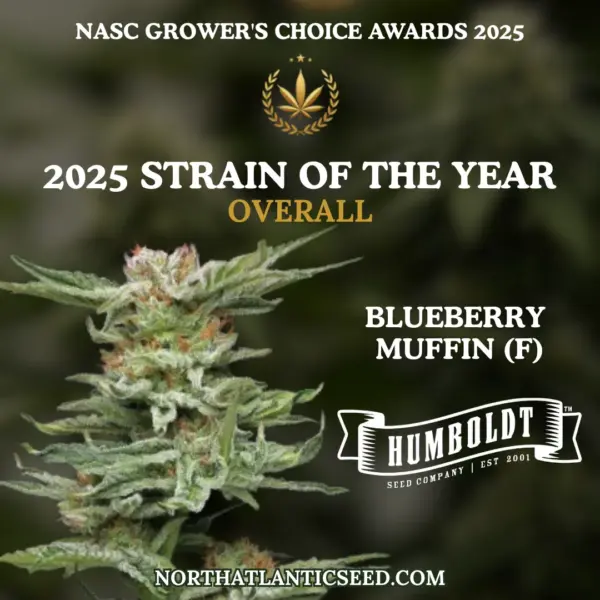 NASC GCA Strain of the Year 2025