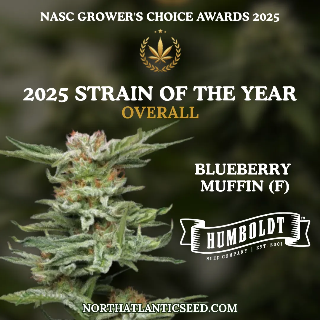 NASC GCA Strain of the Year 2025