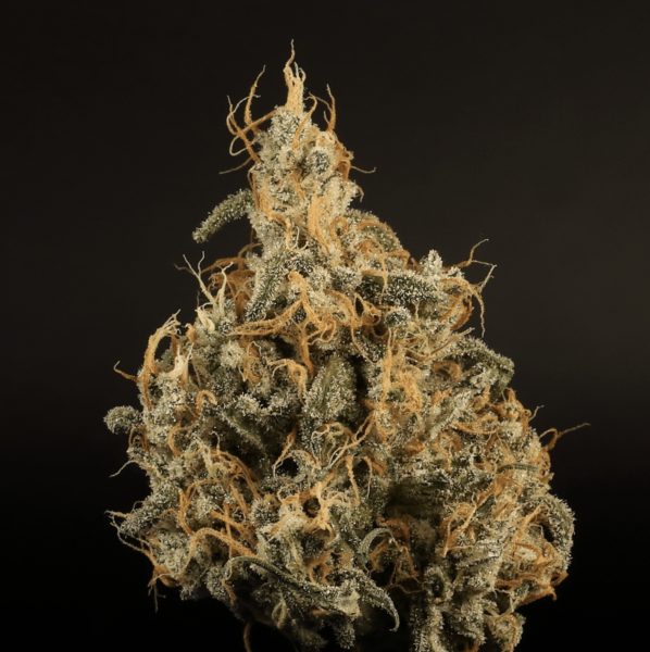 Hot Damn Cannabis Seeds by Twenty20 Mendocino