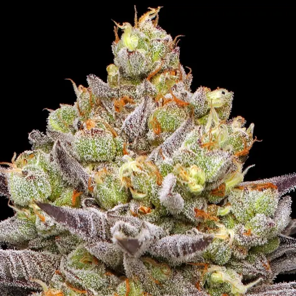 Hyper Za Cannabis Seeds by Humboldt Seed Company