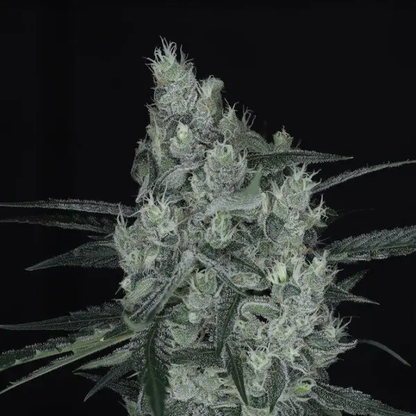Manhattan Auto Cannabis Seeds by Twenty20 Mendocino