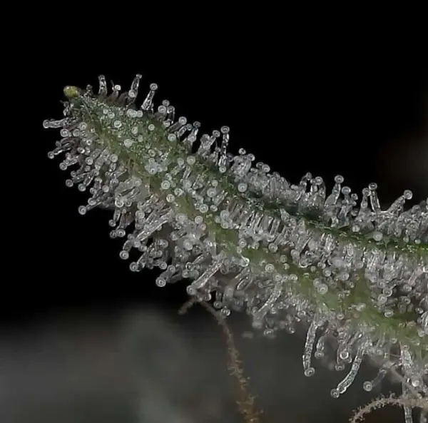 Mint Julep Auto Cannabis Seeds by Twenty20 Mendocino