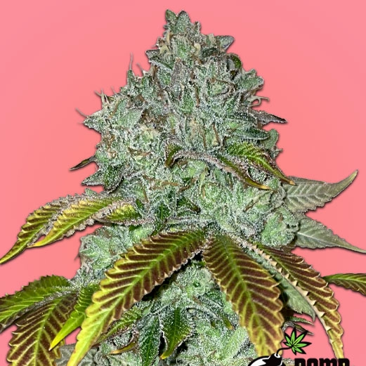 Permanent Marker Bomb Cannabis Seeds by Bomb Seeds