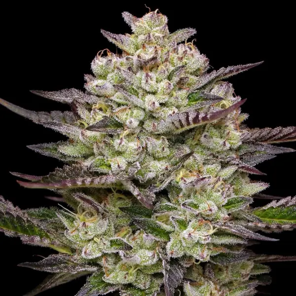 Puff Pastry Cannabis Seeds by Humboldt Seed Company