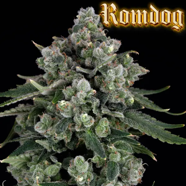 Romdog Cannabis Seeds by Romulan Genetics