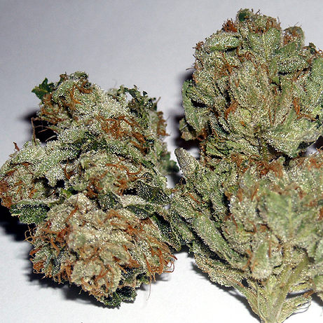 Rug Burn OG Cannabis Seeds by Rare Dankness