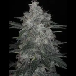 Sangria Auto Cannabis Seeds by Twenty20 Mendocino