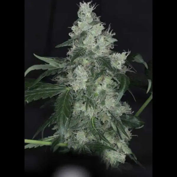 Sidecar Auto Cannabis Seeds by Twenty20 Mendocino