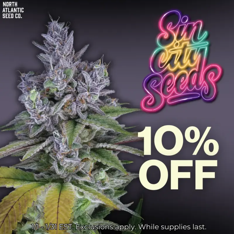 Sin City Seeds Image