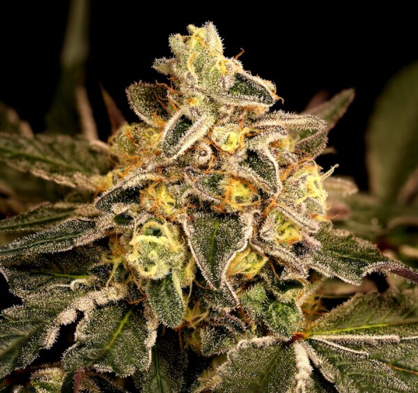 SugarHigh Cannabis Seeds by Twenty20 Mendocino