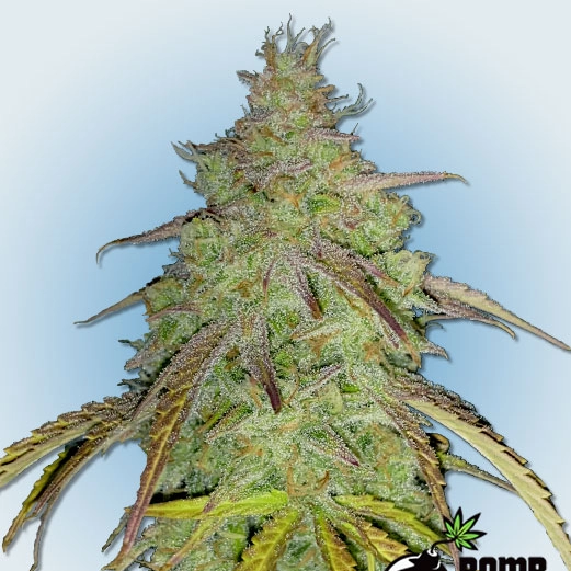 Super Boof Bomb Cannabis Seeds by Bomb Seeds