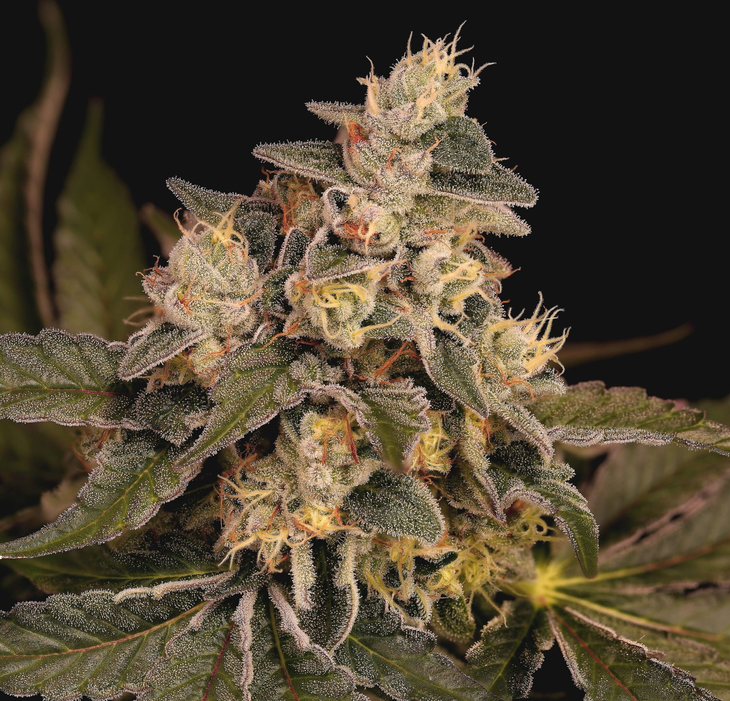 SuperFly Cannabis Seeds by Twenty20 Mendocino SuperFly Cannabis Seeds by Twenty20 Mendocino