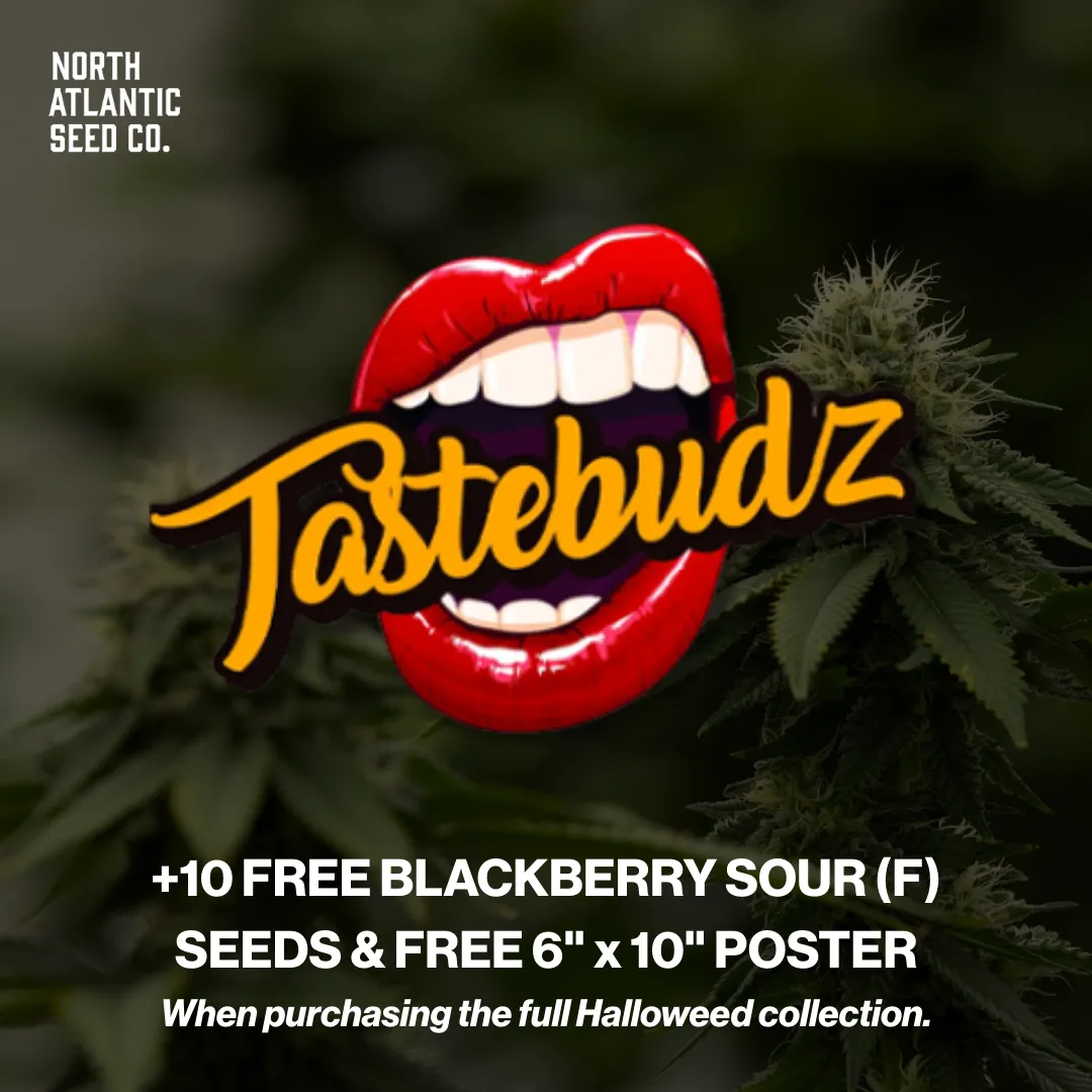 Tastebudz Genetics Halloweed 2025 Collection