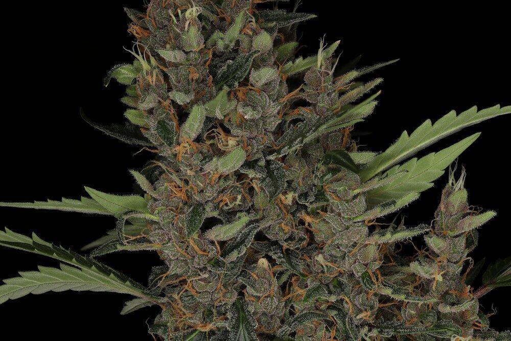 Tequila Sunrise Auto Cannabis Seeds by Twenty20 Mendocino Tequila Sunrise Auto Cannabis Seeds by Twenty20 Mendocino
