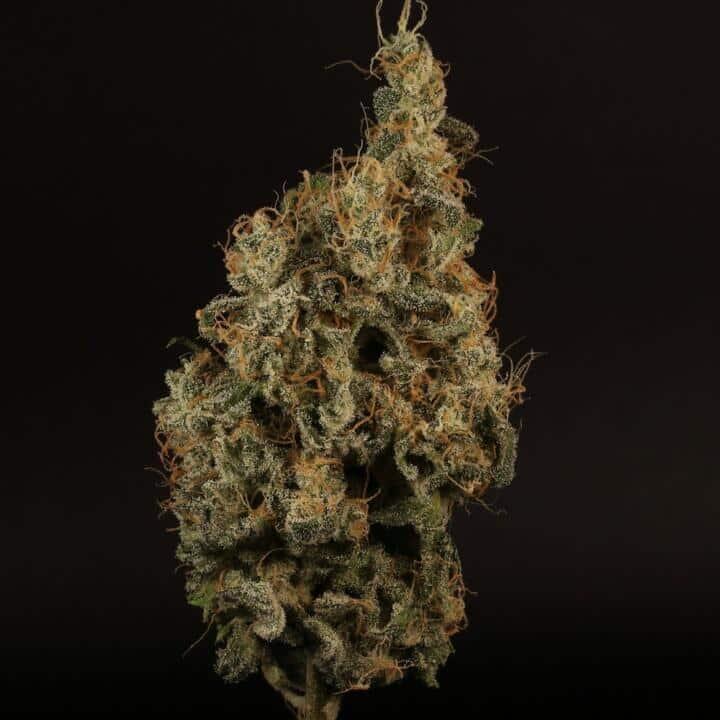 Tequila Sunrise Auto Cannabis Seeds by Twenty20 Mendocino Tequila Sunrise Auto Cannabis Seeds by Twenty20 Mendocino