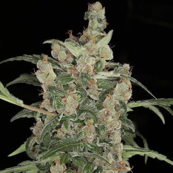 Tequila Sunrise Auto Cannabis Seeds by Twenty20 Mendocino