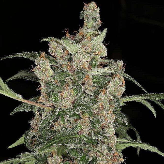 Tequila Sunrise Auto Cannabis Seeds by Twenty20 Mendocino Tequila Sunrise Auto Cannabis Seeds by Twenty20 Mendocino