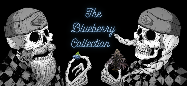 Blueberry Collection