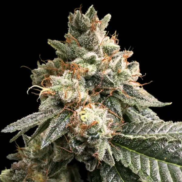 Trip Sauce Cannabis Seeds by Rare Dankness