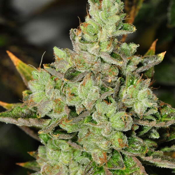 Venom OG Cannabis Seeds by Rare Dankness