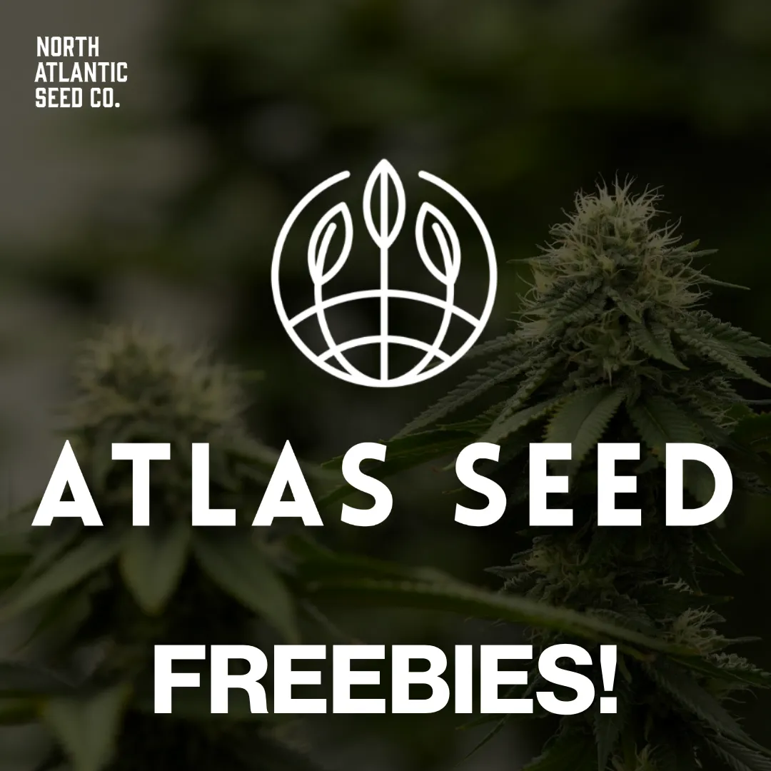Atlas Seed