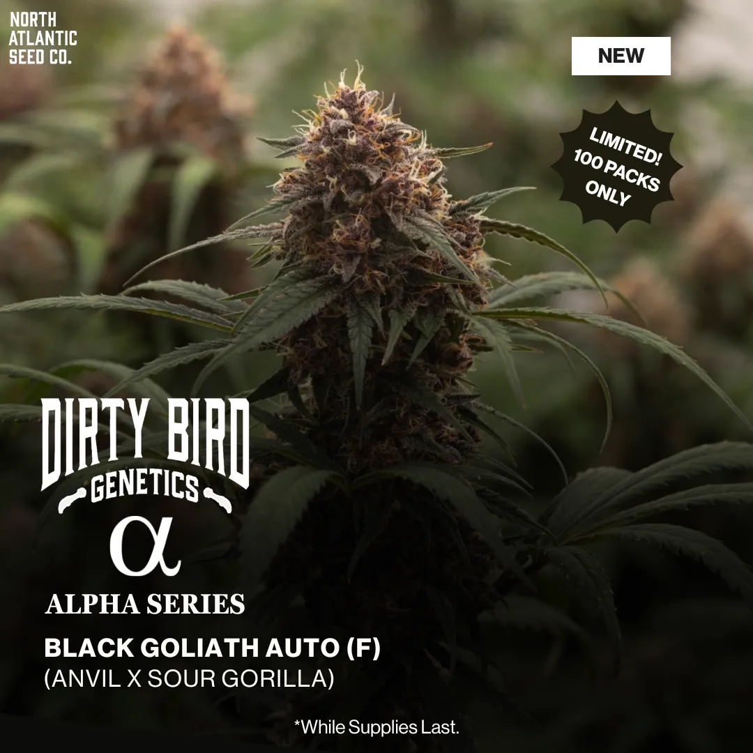 Dirty Bird Genetics - Alpha Series