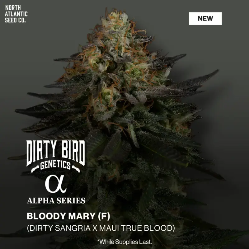 Dirty Bird Genetics - Alpha Series Image