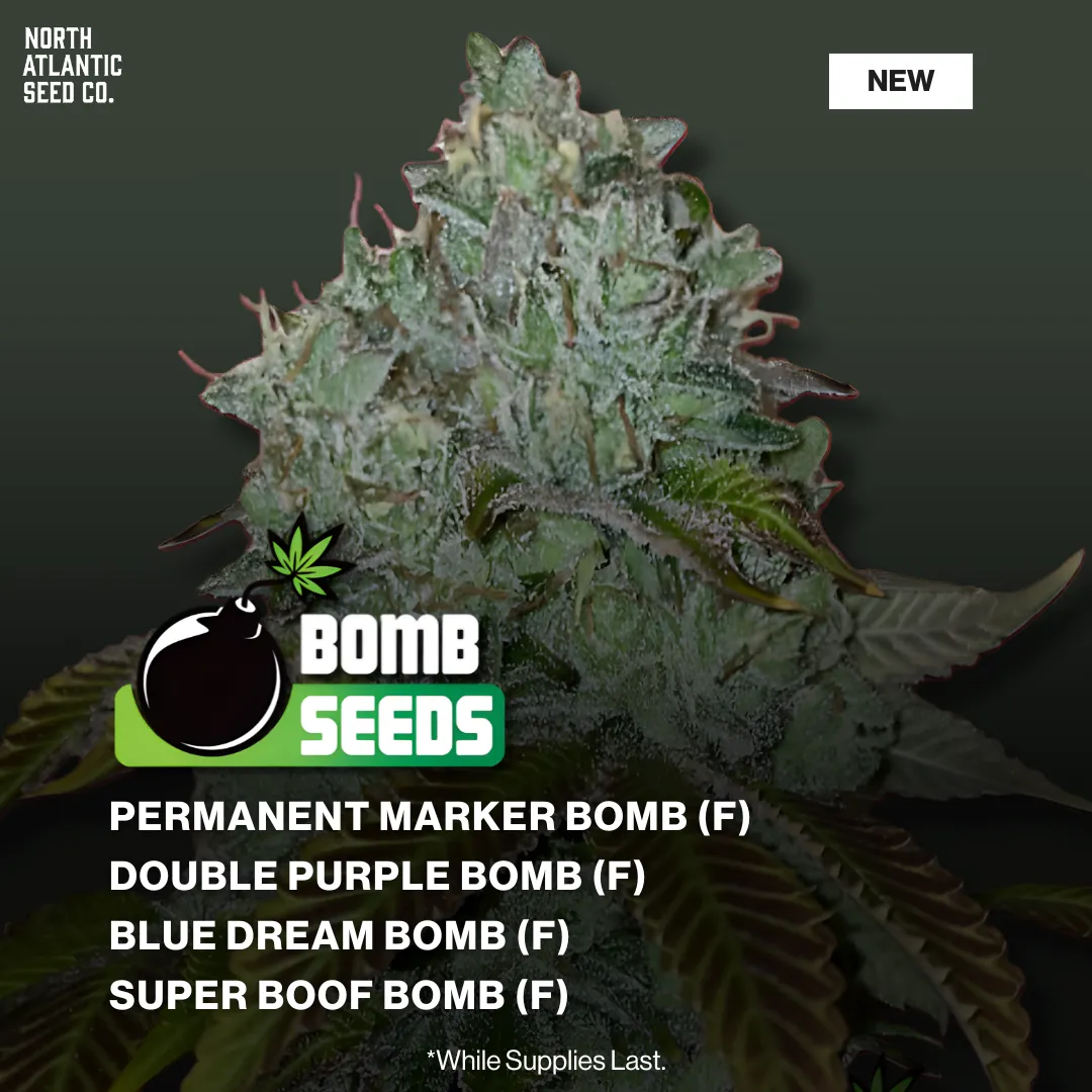 Bomb Seeds New Strains 2026