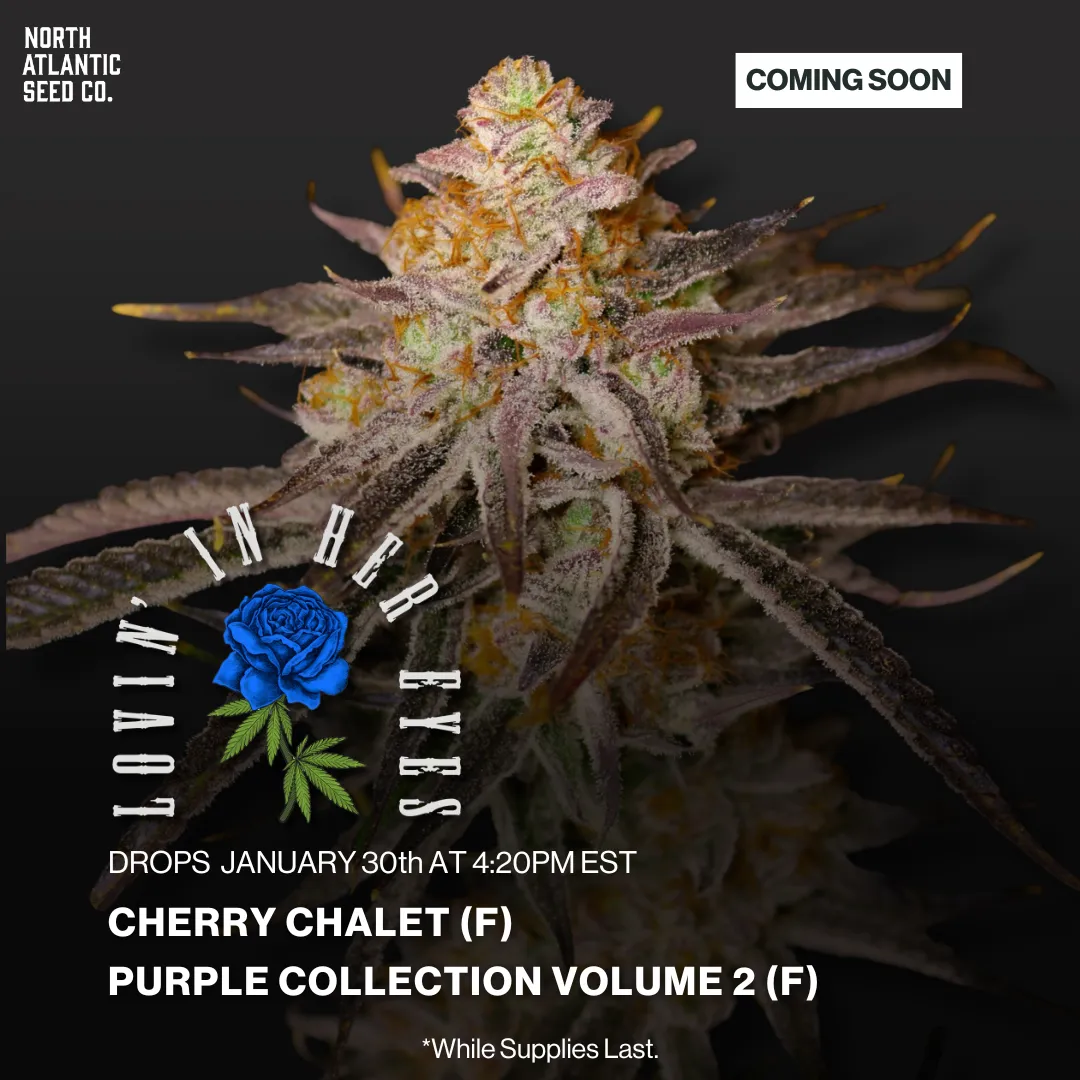 Lovin in Her Eyes January 2026 Drop