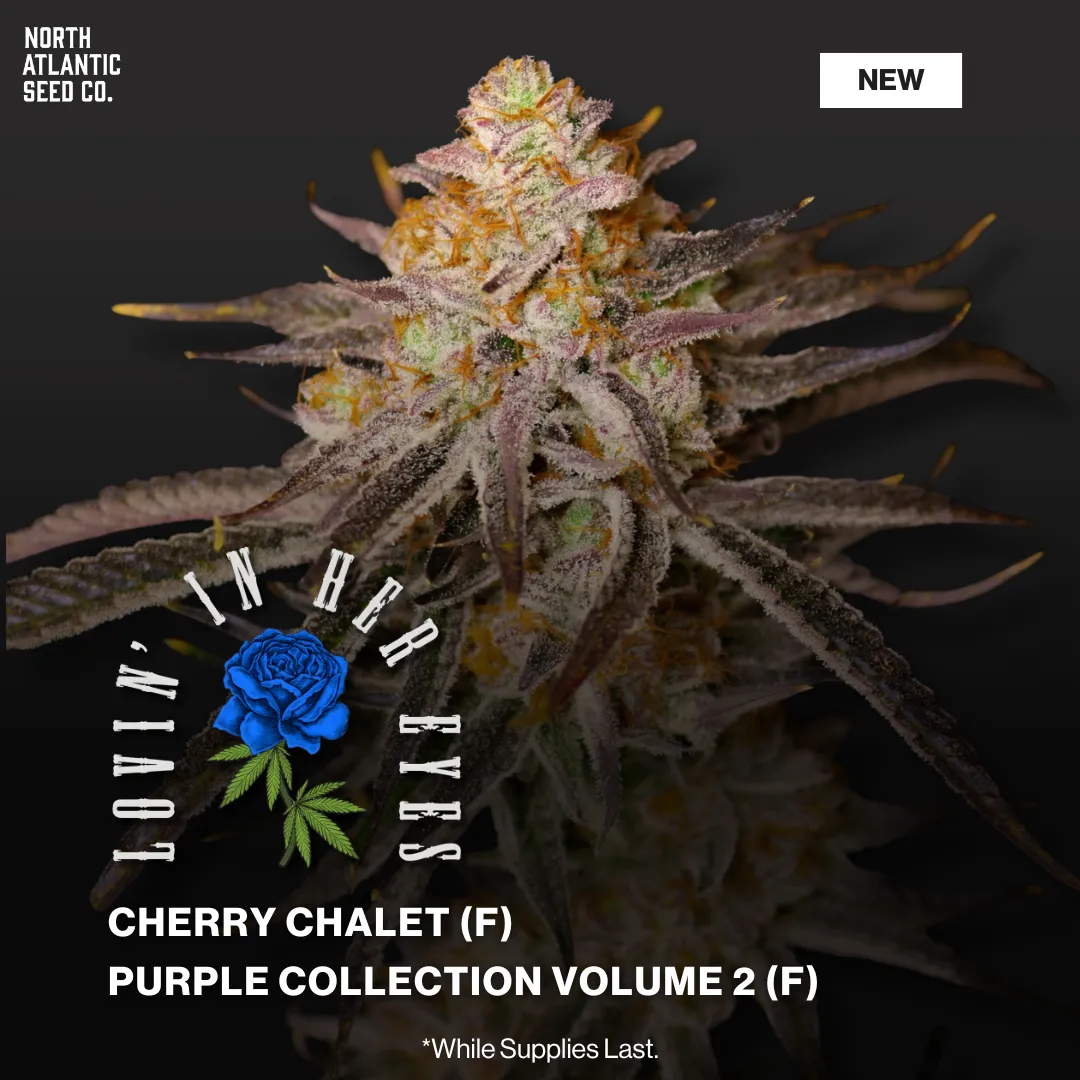 Lovin in Her Eyes January 2026 Drop