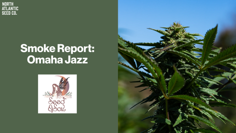 Smoke Report: Omaha Jazz by Seed & Soil