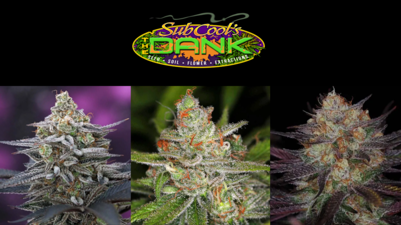 Subcool Seeds: Notes From the Breeder