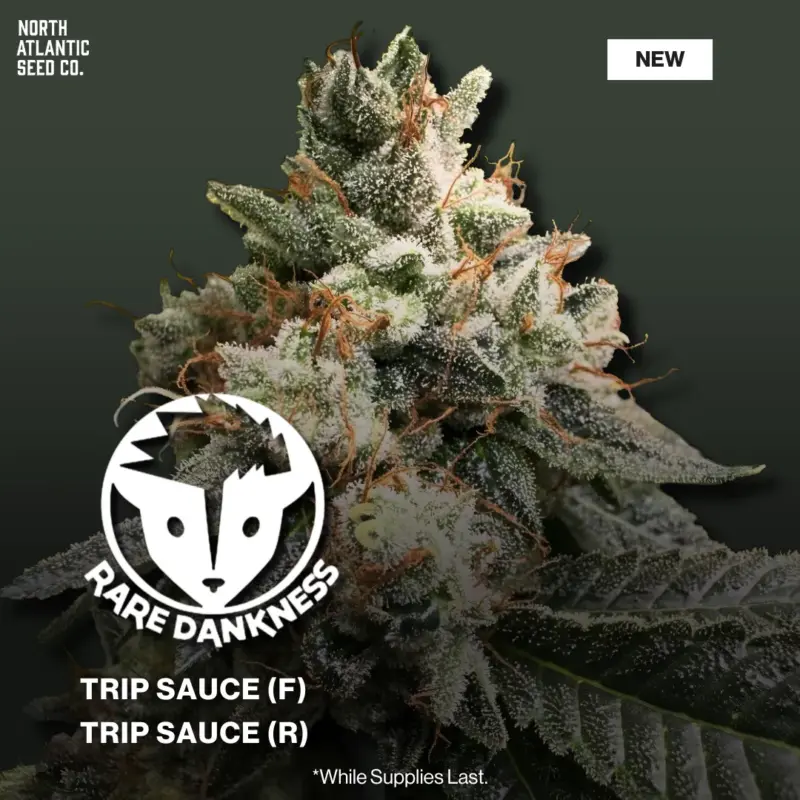 Rare Dankness 2026 Drop