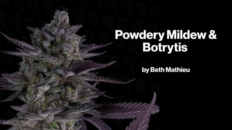 Powdery Mildew & Botrytis by Beth Mathieu