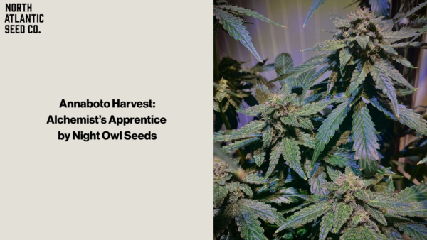 Annaboto blog featured image