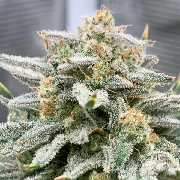 Apple Fritter Auto Cannabis Seeds by North Atlantic Seed BWL