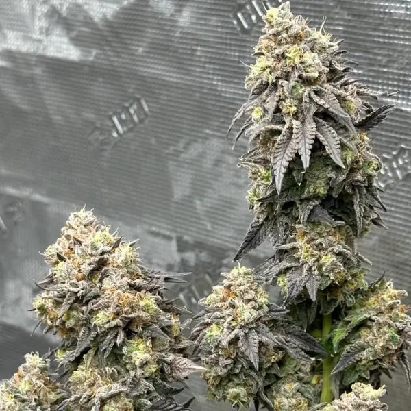 Apple Fritter Cannabis Seeds by North Atlantic Seed BWL
