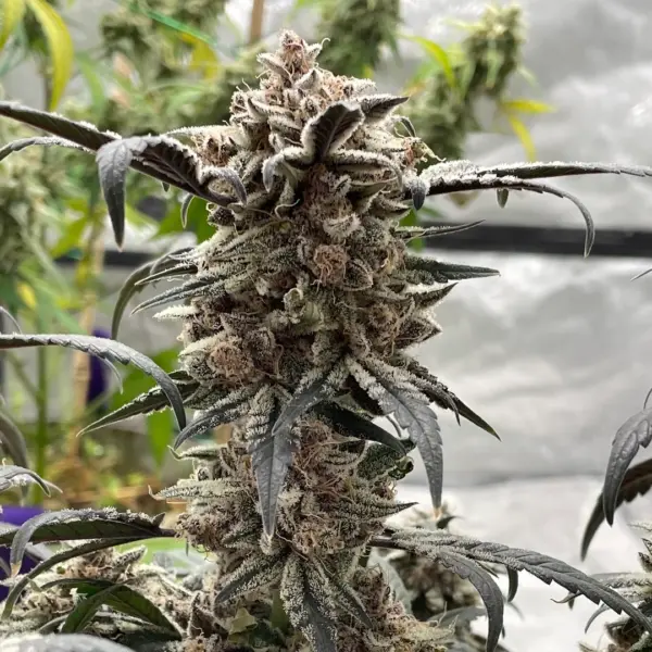 Apple Gas Breath Cannabis Seeds by North Atlantic Seed BWL
