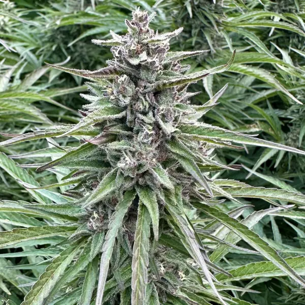 Apples and Bananas Auto Cannabis Seeds by North Atlantic Seed BWL