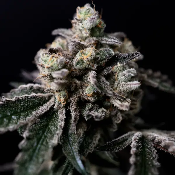 Apples and Bananas Cannabis Seeds by North Atlantic Seed BWL