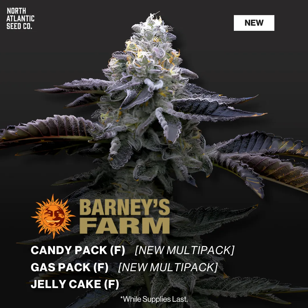 Barney's Farm New Drop February 2026