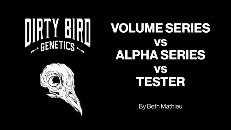 Dirty Bird Genetics Presents: VOLUME SERIES vs ALPHA SERIES vs TESTER by Beth Mathieu