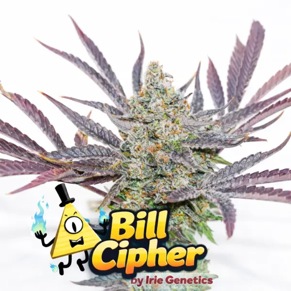 Bill Cipher Cannabis Seeds by Irie Genetics