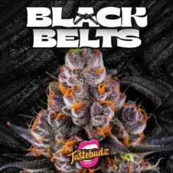 Black Belts Cannabis Seeds by Tastebudz