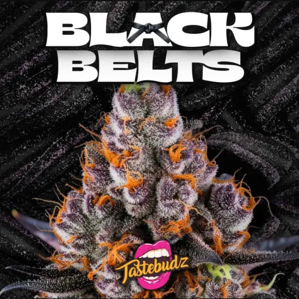 Black Belts Cannabis Seeds by Tastebudz