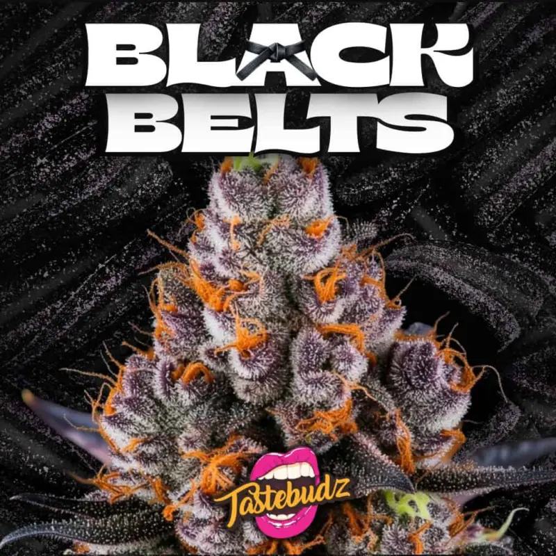 Black Belts Cannabis Seeds by Tastebudz