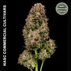 Black Garlic Auto F1 Cannabis Seeds by NASC Commercial Cultivars