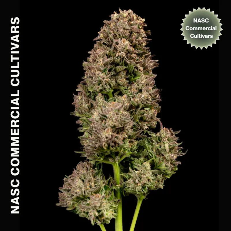 Black Garlic Auto F1 Cannabis Seeds by NASC Commercial Cultivars