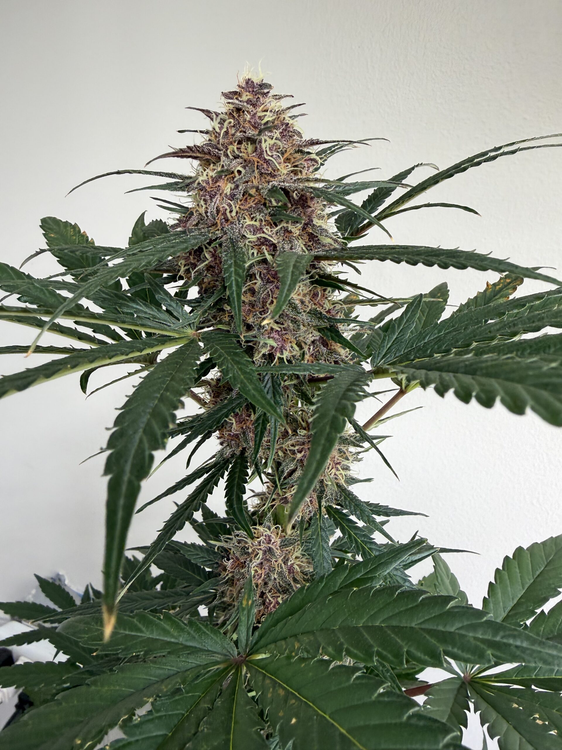 Black Goliath Alpha Series Cannabis Seeds by Dirty Bird Genetics