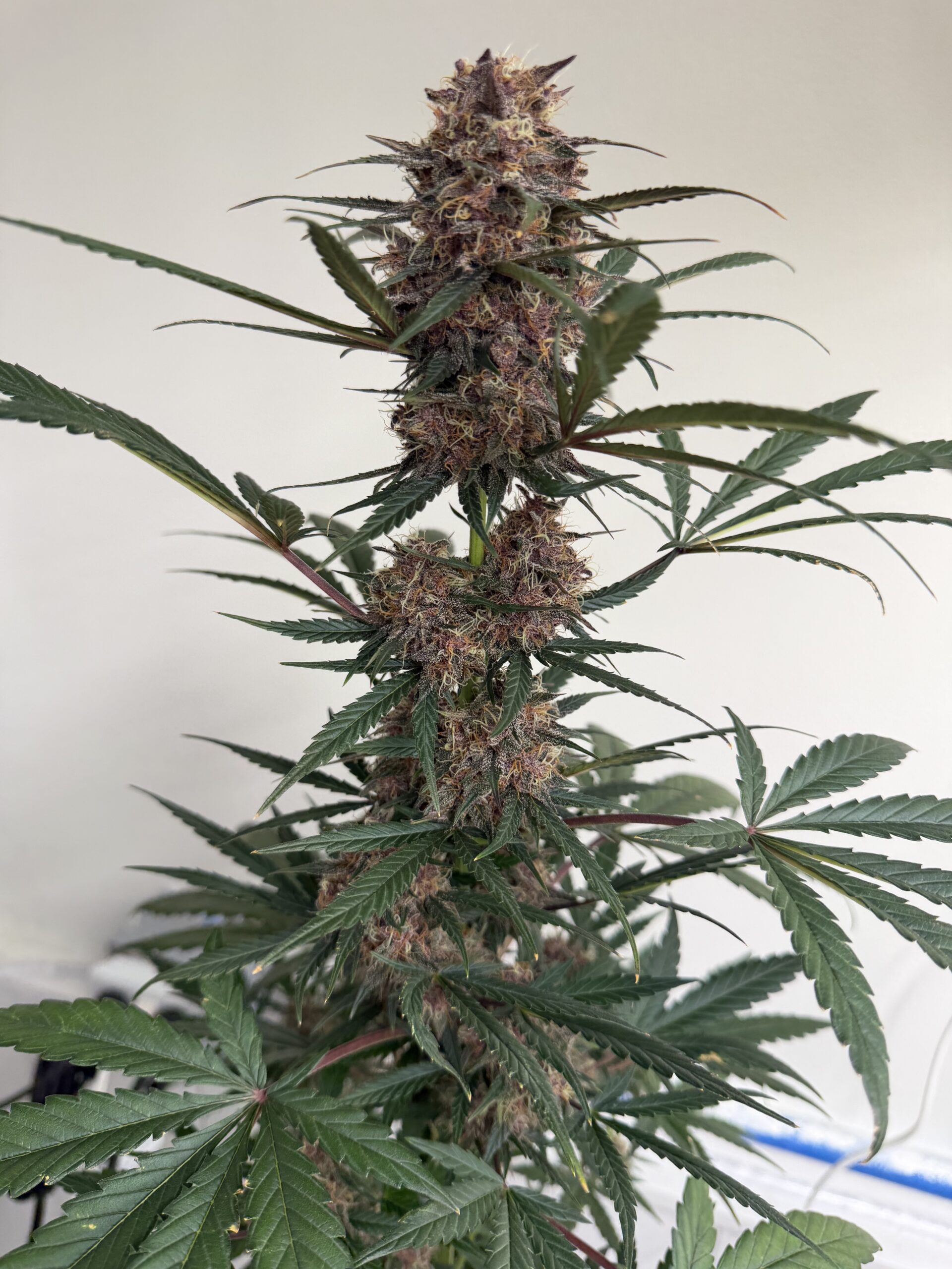 Black Goliath Alpha Series Cannabis Seeds by Dirty Bird Genetics